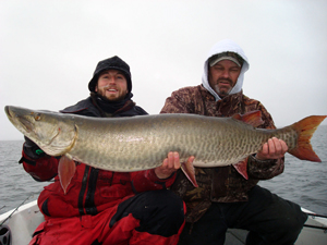 Terrific Musky Fishing at Balsam Beach Resort Bemidji, MN.