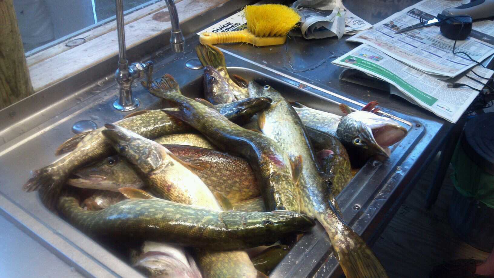 Lake Plantagenet Fish