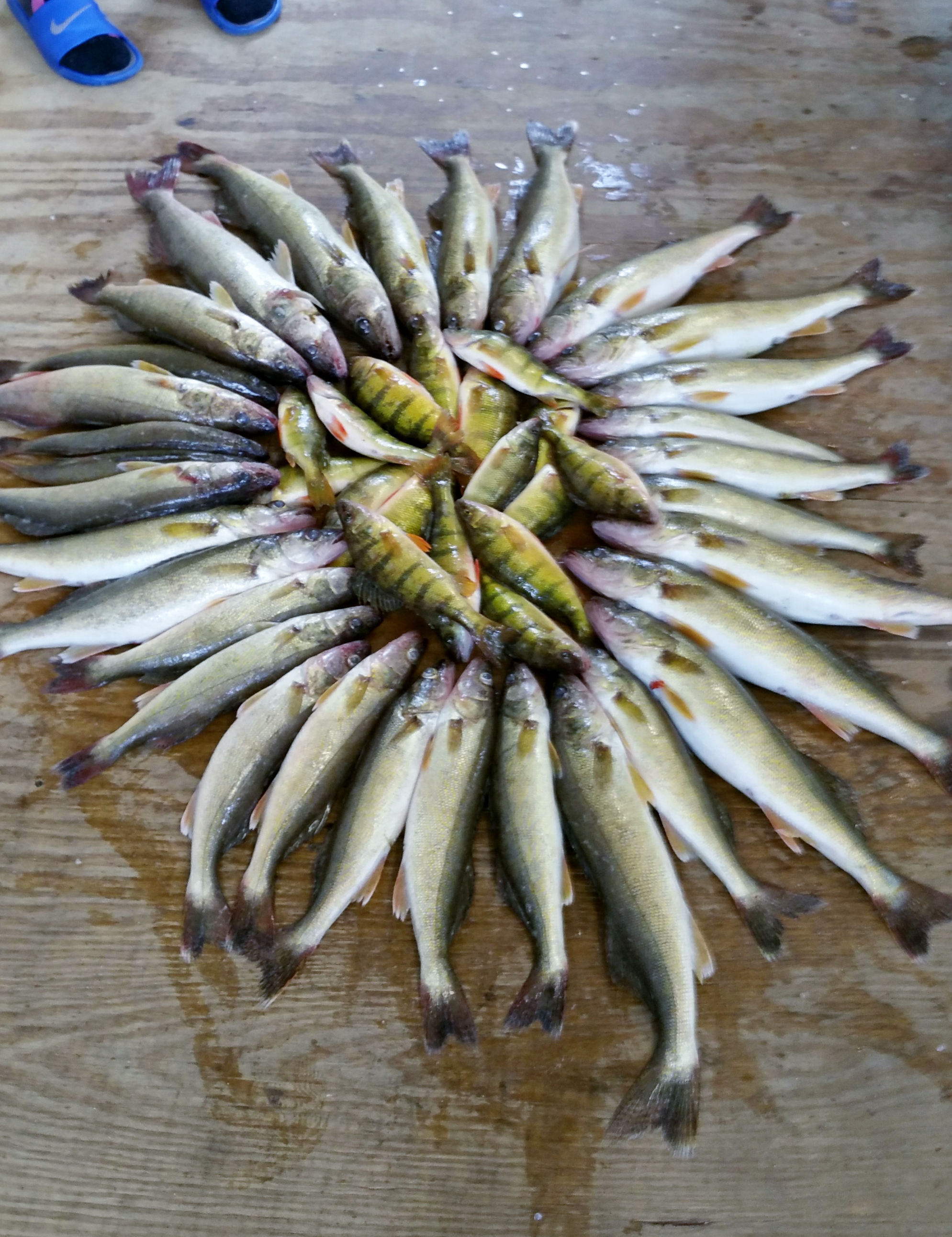 Lake Plantagenet Fish