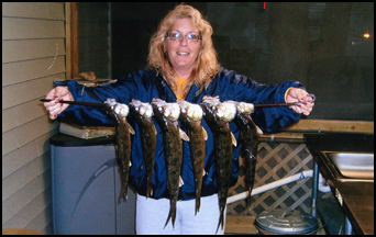 Jumbo Perch caught on Lake Plantagenet at Balsam Beach Resort Bemidji, MN.