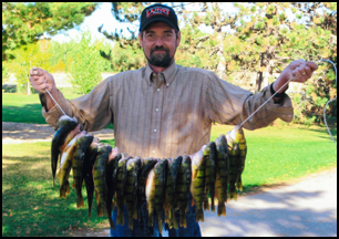 Stringer of perch caught on Lake Plantagenet at Balsam Beach Resort.