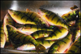 Jumbo perch caught at Balsam Beach Resort near Bemidji, MN.